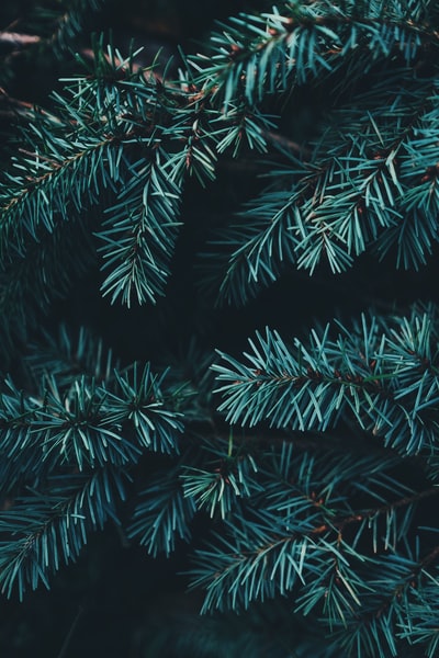绿色圣诞树特写照片